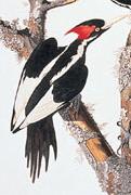 ivory-billed woodpeckers