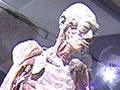 plastinated body