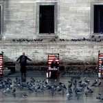 pigeons