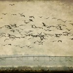 migration