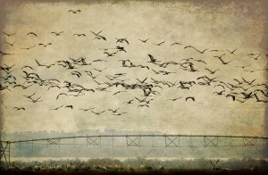 migration