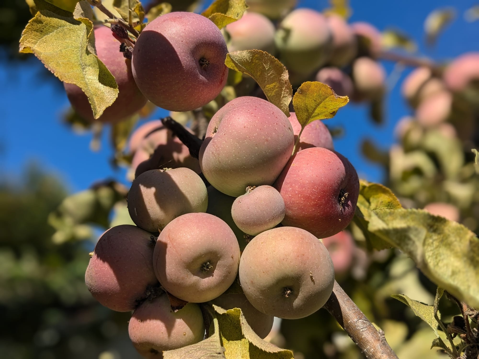 Closeup photo of a cluster of light red apples on a tree