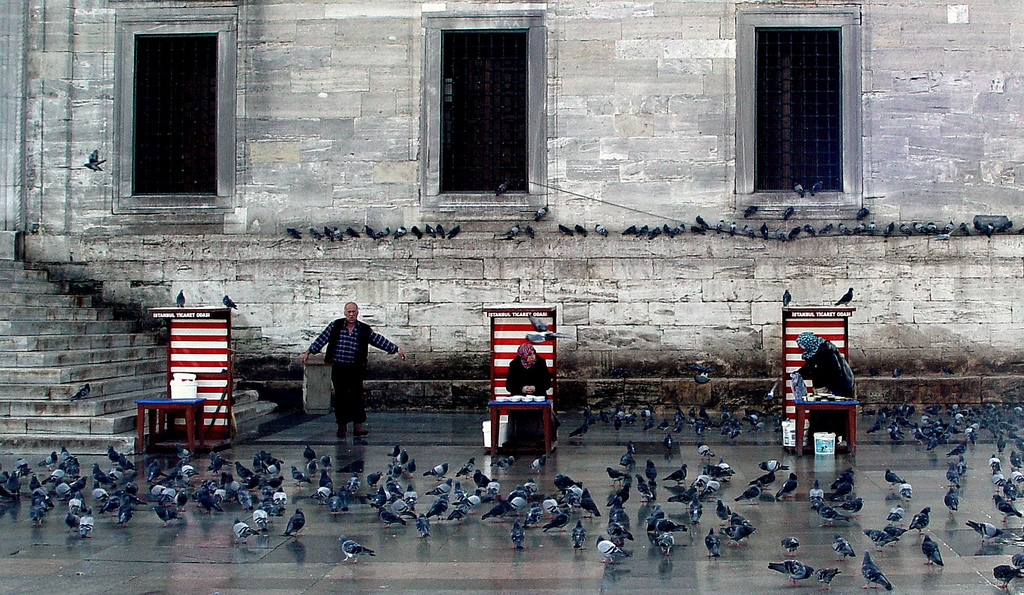 photo of pigeons in Istanbul by Tim O'Brien