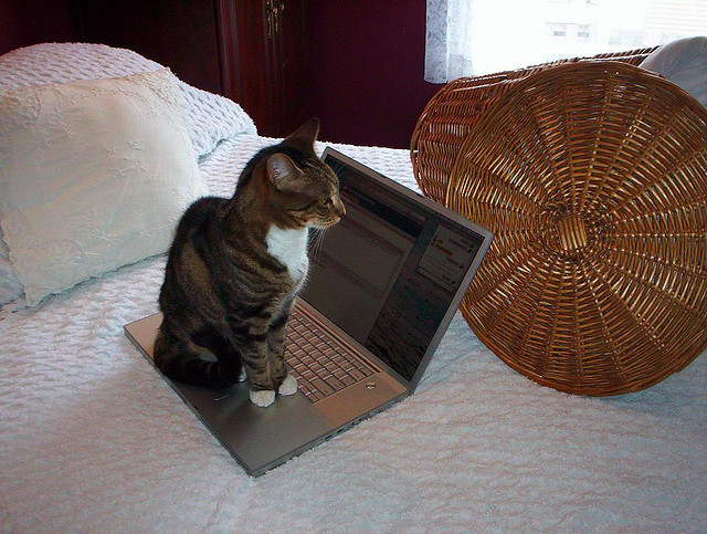 cat blogging
